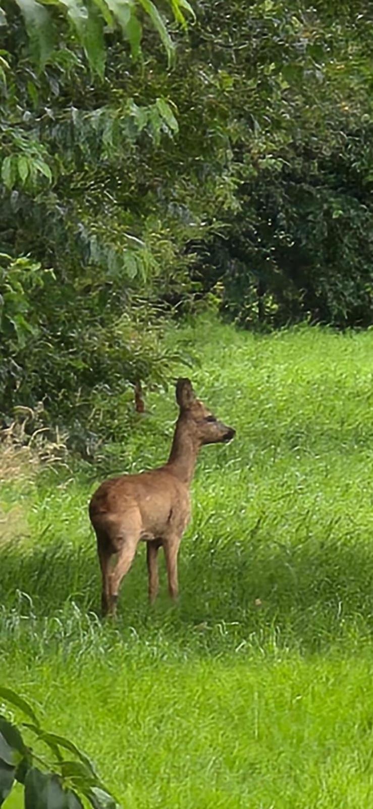 Сasa de vacaciones Luxe 5 Pers Natuurlijk Gelegen IJhorst